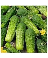 SGH 25+ Seeds Idaho Cucumbers Pickling Cucks Small 5/6&quot;&quot; Long 50 Days Ha... - $5.49