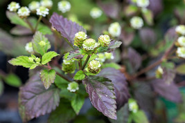 100 Aztec Sweet Herb Honeyherb Mayan Mint Dulce Buttons Lippia Dulcis Phyla Seed - £11.73 GBP