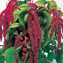 HGBO Love Lies Bleeding 100 Seeds  Newly Harvested From US - £7.15 GBP