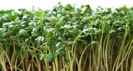Grow In US Curled Cress Seed Sprouts Heirloom 50 Seeds Broadleaf Micro G... - £7.31 GBP