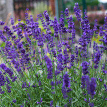 OKB 100 Fragrant True Lavender ‘Hidcote’ Seed - Blue Strain Lavandula An... - $12.85