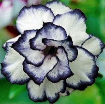 4 Seeds Desert Rose Black White Grow Your Garden Fast With Heirloom Seeds - $8.35