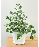Variegated Ficus Triangularis Live Plant 12 To 15 Inch Tall Ship In 4 In... - €37,25 EUR
