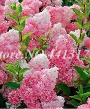 40pcs/ Bag Vanilla Strawberry Hydrangea Flower Seedsfor Planting Flower Bonsai o - £4.70 GBP