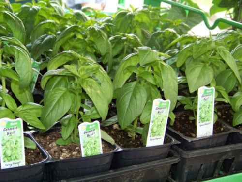 Primary image for 225 seeds  basil, GENOVESE, SPICE HERB, for pesto 