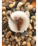 Pine cone UNSCENTED fire starter for campfire, fire pit, fireplace, charcoal, al - $3.00