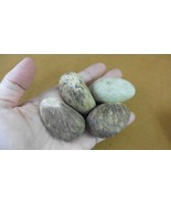 tn-19-5) 4 large natural Tagua Nut whole nuts craft Carving Dried plain ... - $23.36