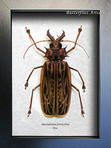Real Beetle Macrodontia Cervicornis XL Entomology Collectible Framed Sha... - £175.30 GBP