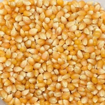 POPPING CORN For Pan Or Machine Maker Maize Seeds Popcorn Kernels 1kg // Fast Sh - $33.00