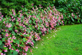 10 Hardy Begonia Grandis Rose Pink Perennial Sun - Shade Flower Seeds Garden Fre - $16.00