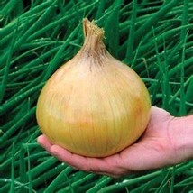 Onion Globo, 150 Seeds R - £13.02 GBP