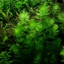 Ceratophyllum Seeds Aquarium Grass Ornamental - 500 Seeds - $9.53