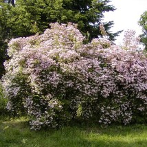 Beauty Bush Plant (Kolkwitzia Amabilis) Seeds USA SELLER - $13.82