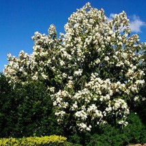 Top USA Seller Southern Magnolia &#39;Victoria&#39; Tree (Magnolia Grandiflora) Seeds -  - £14.83 GBP