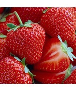 Honeoye Strawberry 10 Bare Root Plants - Extremely Hardy June-Bearing - $51.10 CAD