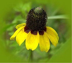 Coneflower Clasping 500 Seeds  - £4.71 GBP