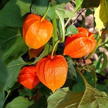 Cape Gooseberry GOLDENBERRY physalis peruviana peruvian groundcherry 100 SEEDS - £13.00 GBP