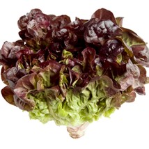 New Red Tango Lettuce Red Oakleaf Lettuce Red Sweet Lettuce Red Salad Mix Lettuc - $8.30