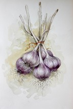 Garlic Painting Original Watercolor Vegetable Art Kitchen Botanical Deco... - $180.00