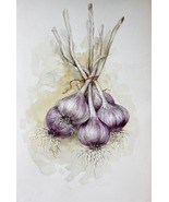 Garlic Painting Original Watercolor Vegetable Art Kitchen Botanical Deco... - £140.73 GBP