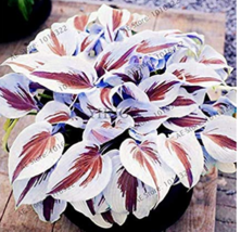 200 pcs/pack Hosta Bonsai Perennials Plantain Beautiful Lily Flower White Lace H - £6.44 GBP