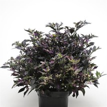 25 Ornamental Pepper Seeds Purple Flash    - £19.28 GBP