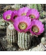 Echinocereus reichenbachii 10 Seeds - $12.61