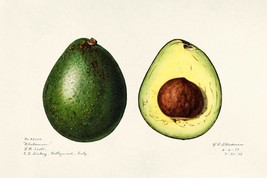 11992.Decoration Poster.Home interior design.Room wall decor art.Avocado fruit - £13.66 GBP+