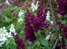 25 Pc Seeds Wine Lilac Fragrant Flower, Fragrant Lilac Seeds for Planting | RK - £13.46 GBP