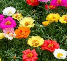 Moss Rose Seeds 500 Portulaca Double Mix Annual Flower Garden Fast Shipping - £7.12 GBP