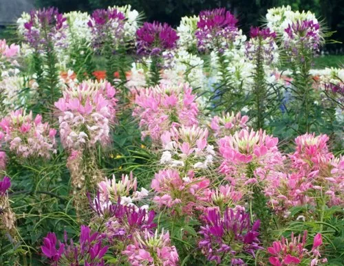 100 FRESH SPIDER PLANT MIXED FLOWER SEEDS  - $6.31