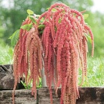 Coral Fountain Amaranth Seeds Amaranthus Caudatus Of 30 Seeds New Fresh ... - $89.63 MXN