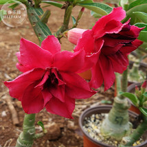 Boisterous Elation Adenium Bonsai Desert Rose 2Seedsage Big Blooms Fire Red Doub - $10.89