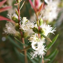 Melaleuca alternifolia  500+ seeds Tea Tree Narrow-leaved paperbark graines - $7.38+