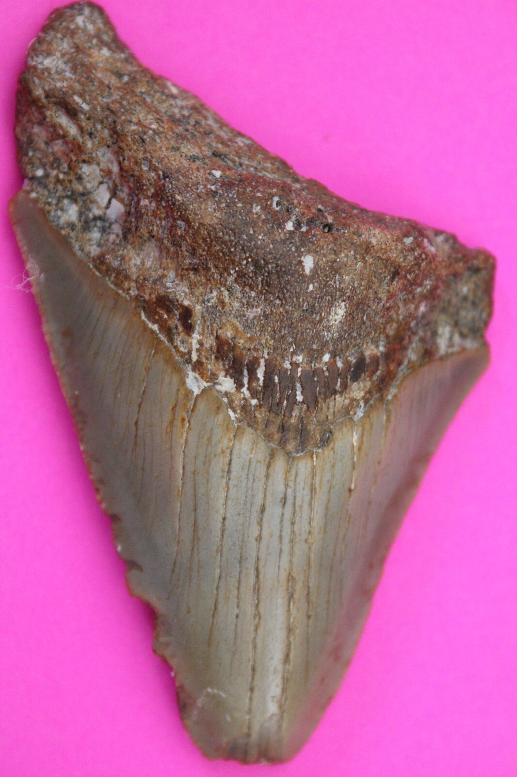 Authentic Megadolon Shark Tooth 2.92 Inches 36 Grams Fossil Dino Girl CO... - $87.99