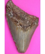 Authentic Megadolon Shark Tooth 2.92 Inches 36 Grams Fossil Dino Girl CO... - $87.99