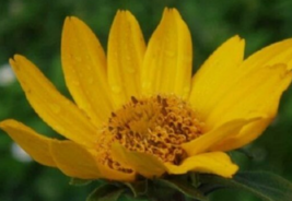 50 Pc Seeds Heliopsis False Sunflower Flower, Sunflower Seeds for Planting | RK - £11.52 GBP