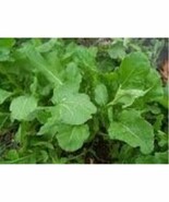Arugula Italian Cress Rocket BULK 12,000 Seeds Great Heirloom Vegetable - €13,02 EUR