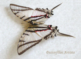 Kite Swallowtail Protesilaus Telesilaus Framed Butterfly Entomology Shadowbox - £43.48 GBP