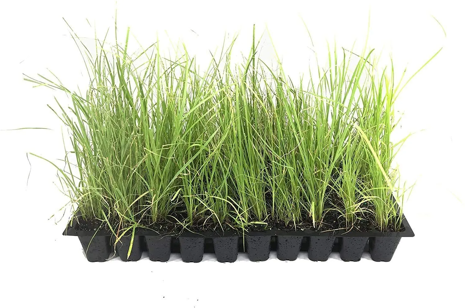 Sand Cord Grass Live Plants Spartina Bakeri Drought Tolerant Marsh Grass - £30.63 GBP