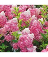 5 Dark Strawberry Hydrangea Seeds Perennial Hardy Flowers Seed Shrub Flower - $13.98
