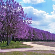 50 Royal Empress (Paulownia tomentosa) Seeds - £10.95 GBP