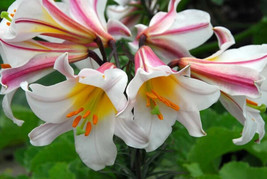 10 Regal Trumpet Lily Royal King&#39;S Lilium Regale White Pink Yellow Flower Seeds  - £30.49 GBP