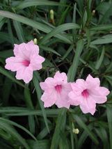 5 PINK MEXICAN PETUNIA PLANT~RUELLIA BRITTONIANA PERENNIAL WELL ROOTED P... - £12.78 GBP