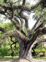 Quercus virginiana Live oak  florida native tree roble pre bonsai seed 50 seeds - £15.97 GBP