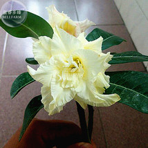 PWO Fresh Adenium Whitish Light Yellow Flower Seeds, 2 Seeds, 6-Layer Big Blooms - £2.18 GBP