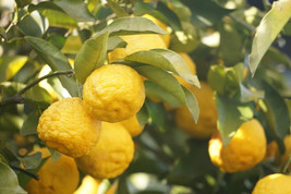 5 Yuzu Lemon Seeds Planting USA Gardening - $7.96