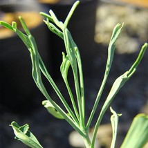 Ginkgo biloba &#39;Kohout Pendula&#39; - Weeping Ginkgo Tree - Live Plant - 6&quot; Tall - 2  - £27.89 GBP