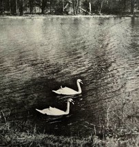 Swans On Thames River 1943 Prothalamion Literary England Photo Print DWW5B - £5.98 GBP
