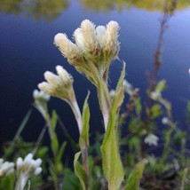 USA SELLER Antennaria Plantaginifolia Plantain Leaf Pussytoes 1000 Seeds Free Sh - £13.82 GBP